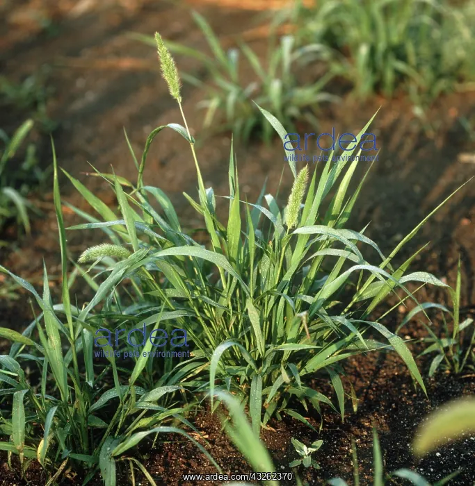: Green foxtail : Green foxtail
