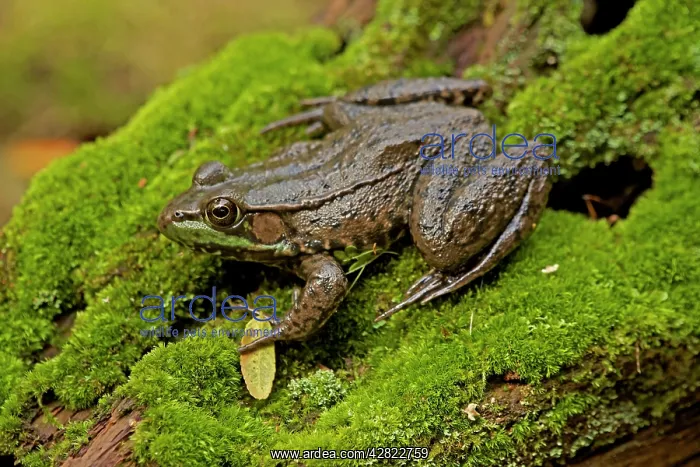 : Green Frog : Green Frog