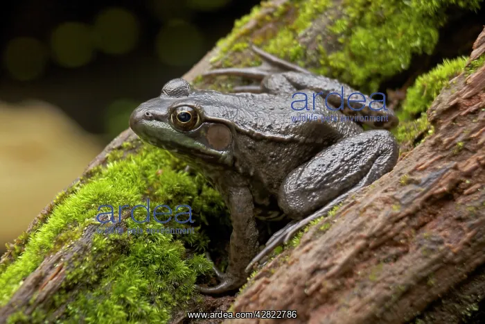 : Green Frog : Green Frog