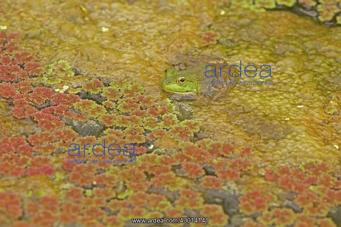  : Green Frog