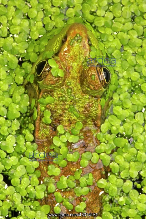  : Green Frog