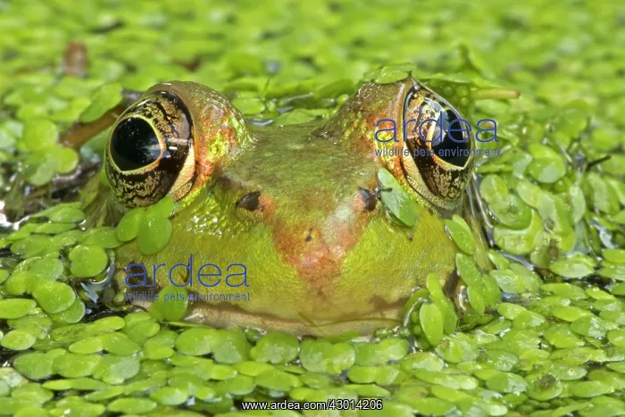  : Green Frog