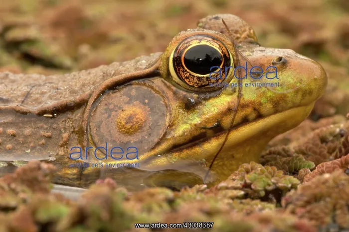  : Green Frog