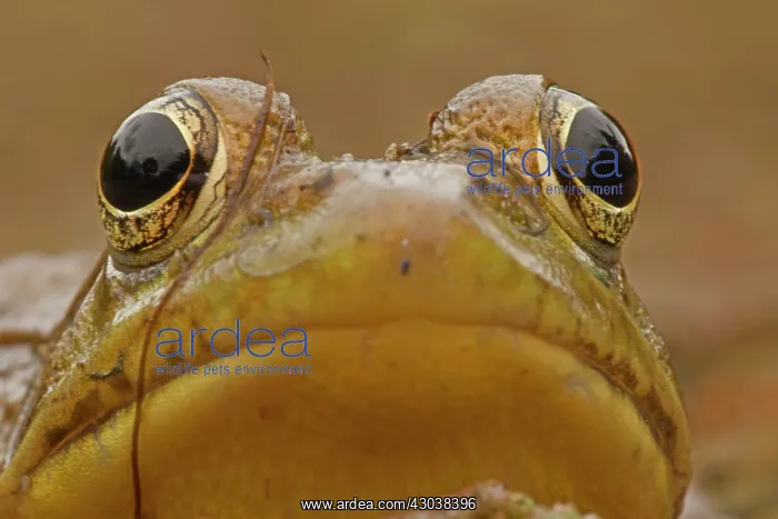  : Green Frog