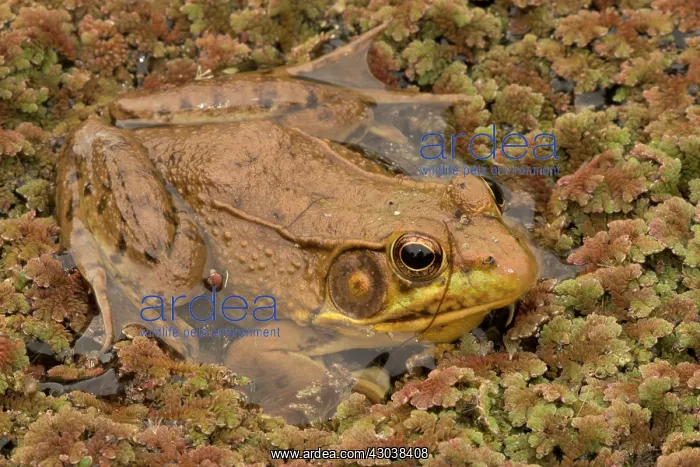  : Green Frog
