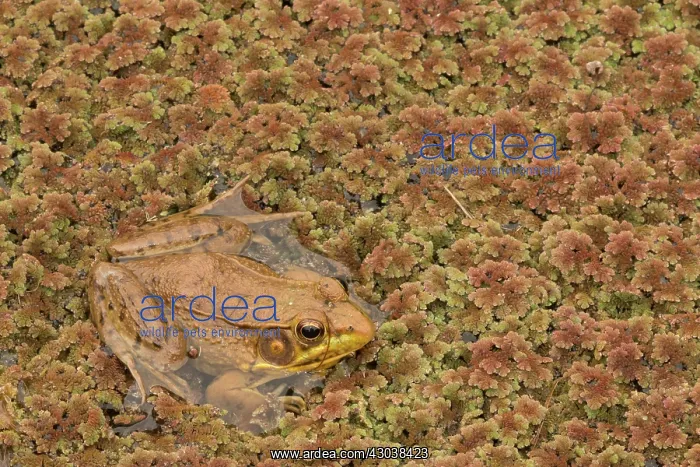  : Green Frog