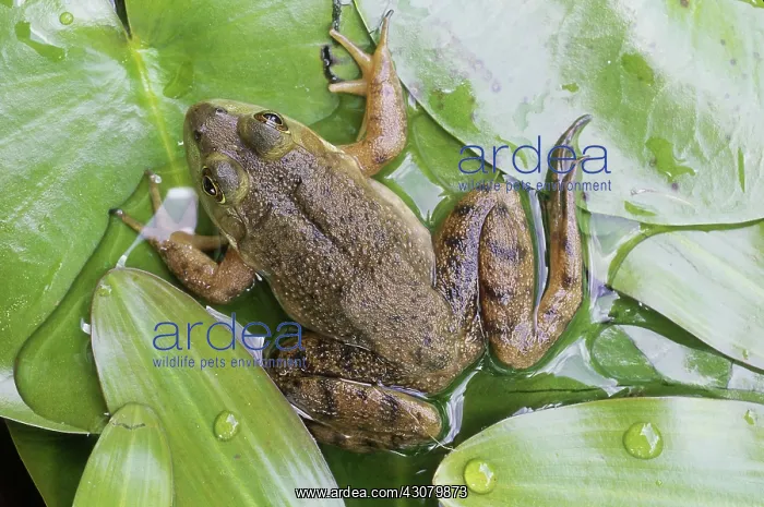 : Green Frog : Green Frog
