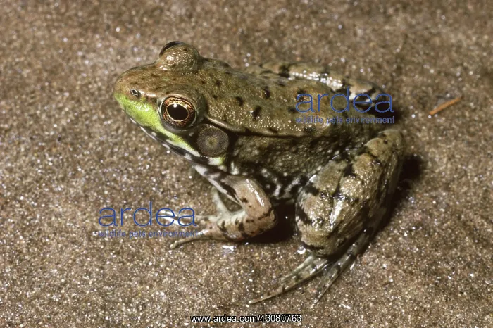 : Green Frog : Green Frog