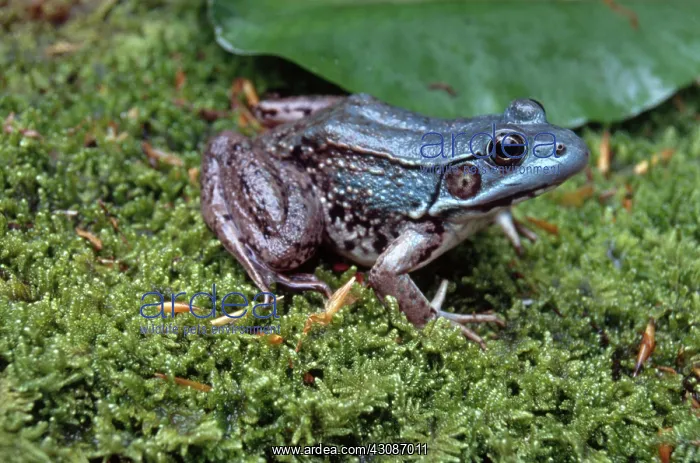 : Green Frog : Green Frog