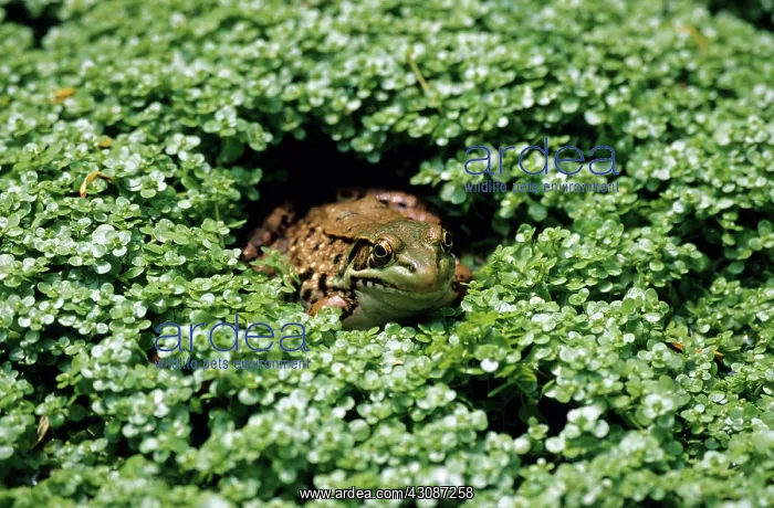 : Green Frog : Green Frog