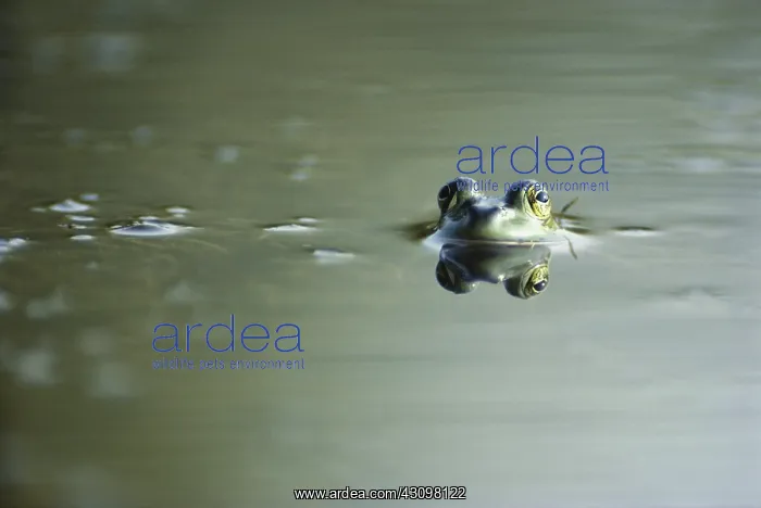 : Green Frog : Green Frog