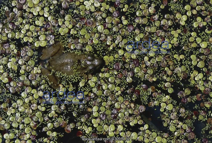 : Green Frog : Green Frog