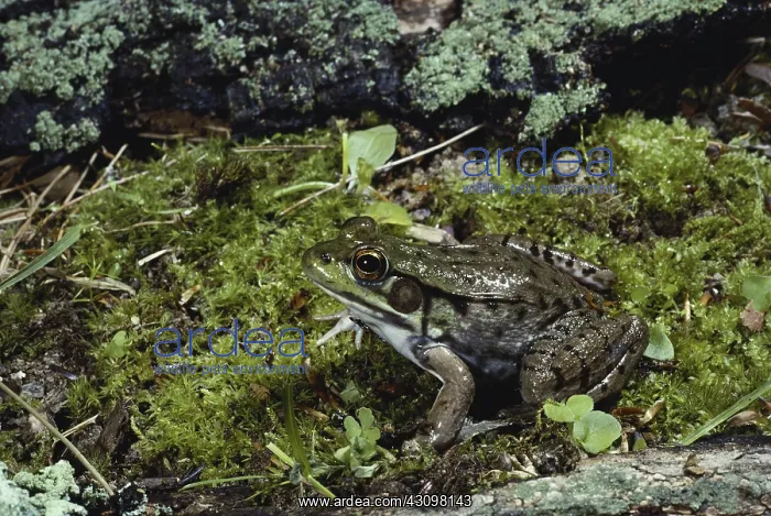 : Green Frog : Green Frog