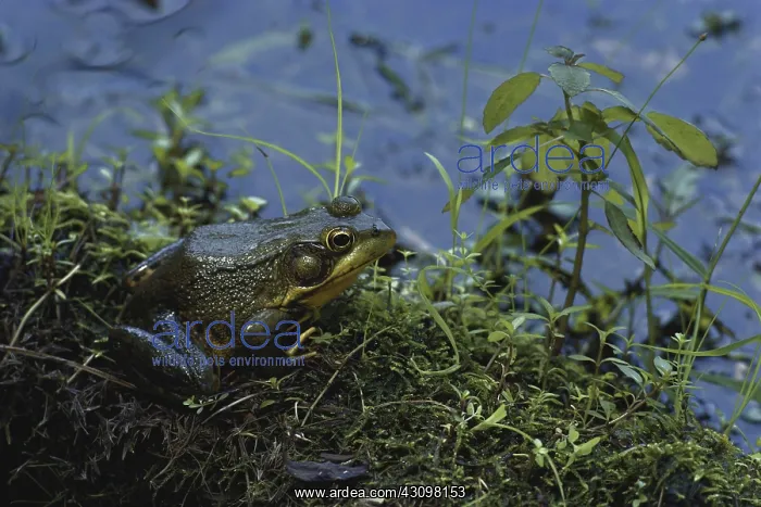 : Green Frog : Green Frog