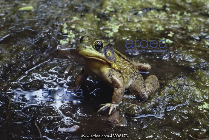 : Green Frog : Green Frog