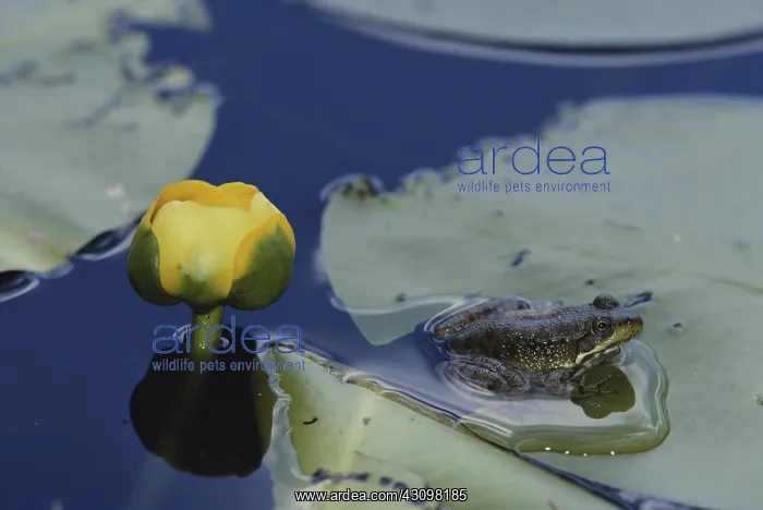 : Green Frog : Green Frog