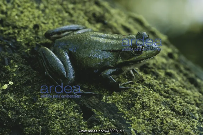 : Green Frog : Green Frog