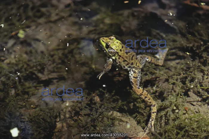: Green Frog : Green Frog
