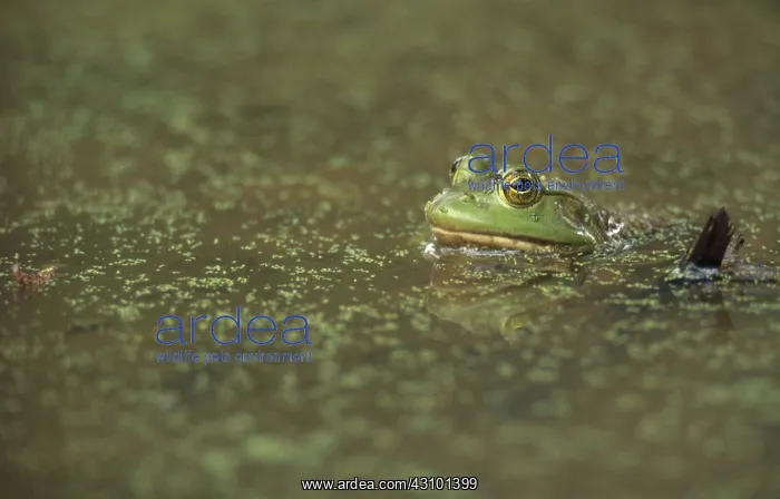 : Green Frog : Green Frog