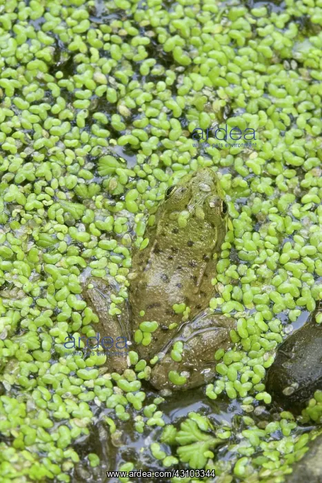: Green Frog : Green Frog