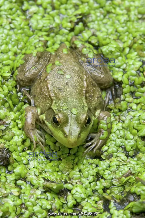 : Green Frog : Green Frog