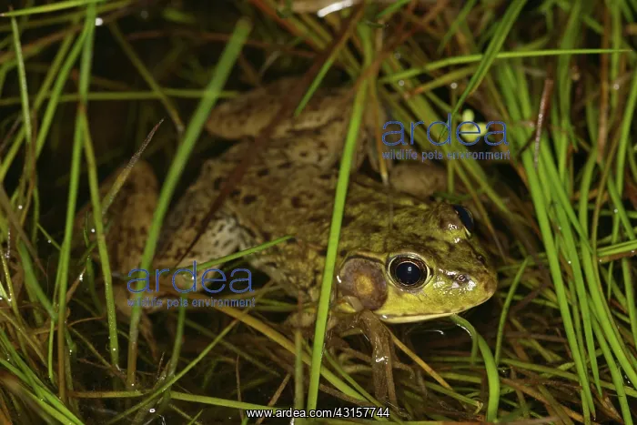 : Green Frog : Green Frog