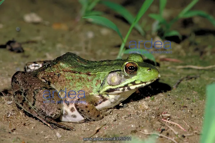 : Green frog : Green frog