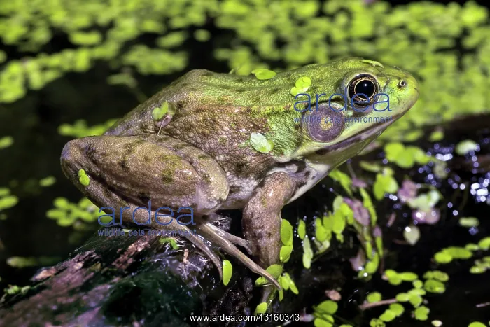 : Green Frog : Green Frog