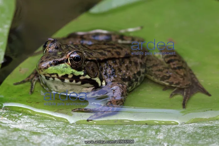 : Green Frog - adult : Green Frog - adult