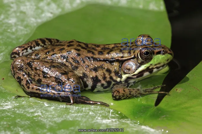 : Green Frog - adult : Green Frog - adult