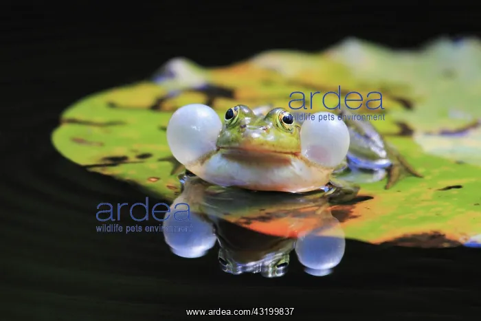 : Green frog, Common Pool Frog (Rana esculenta), Switzerland : Green frog, Common Pool Frog (Rana esculenta), Switzerland