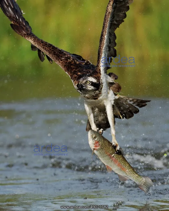 : Green Frog croaking : Green Frog croaking