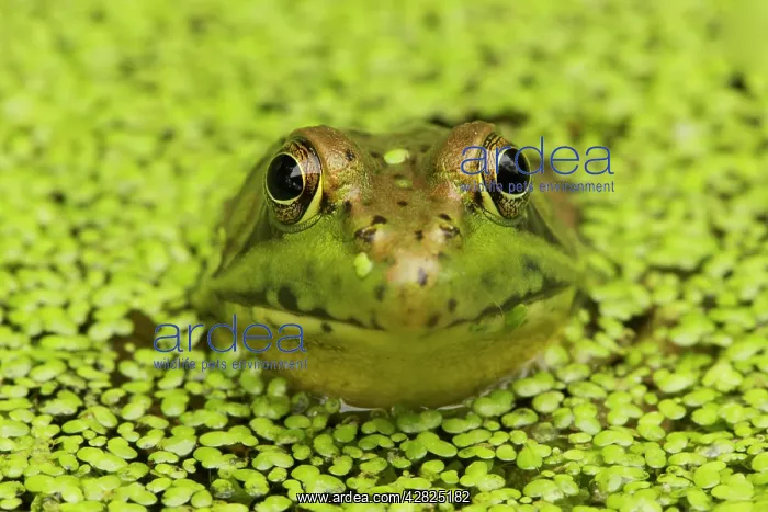 : Green Frog - in duckweed : Green Frog - in duckweed