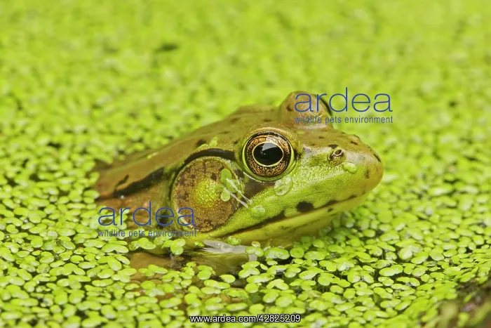 : Green Frog - in duckweed : Green Frog - in duckweed