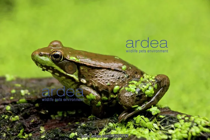 : Green Frog - in duckweed : Green Frog - in duckweed