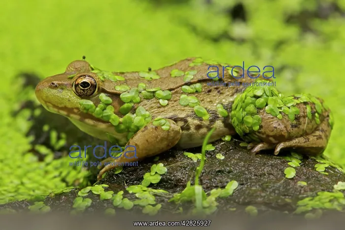 : Green Frog - in duckweed : Green Frog - in duckweed
