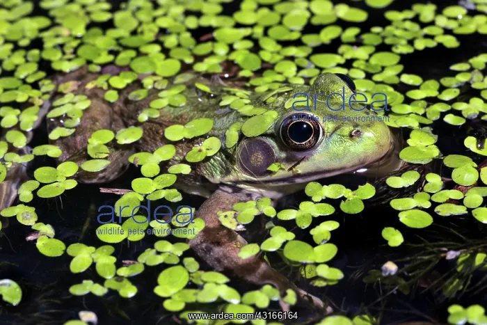 : Green Frog and Duckweed : Green Frog and Duckweed