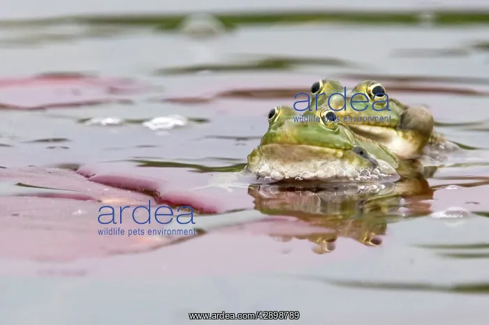 : Green Frog - in garden pond : Green Frog - in garden pond