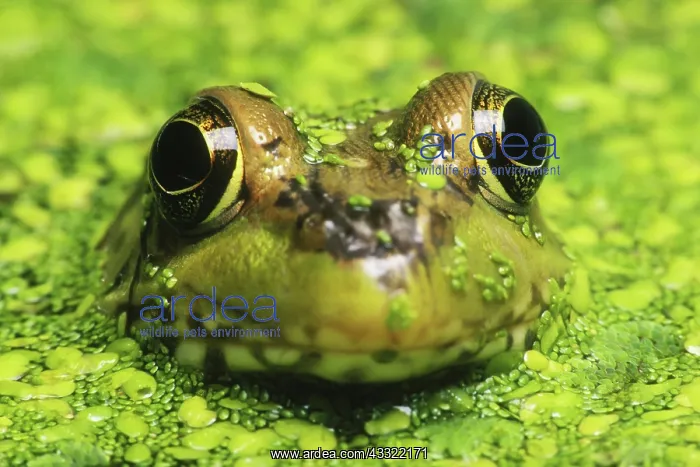 : Green Frog Hiding in Duckweed : Green Frog Hiding in Duckweed