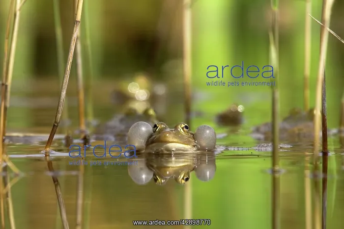 : Green Frog - with inflated vocal sacs - in garden pond : Green Frog - with inflated vocal sacs - in garden pond