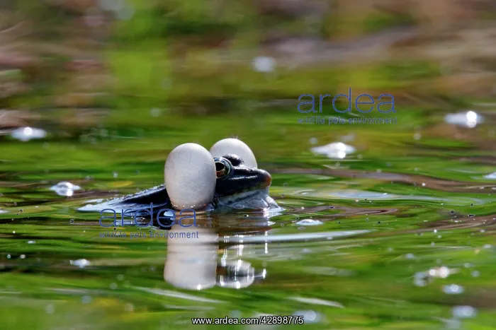 : Green Frog - with inflated vocal sacs - in garden pond : Green Frog - with inflated vocal sacs - in garden pond
