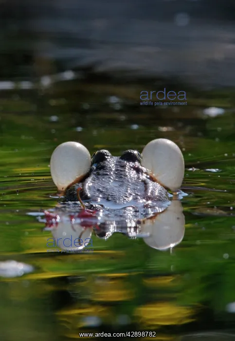 : Green Frog - with inflated vocal sacs - in garden pond : Green Frog - with inflated vocal sacs - in garden pond
