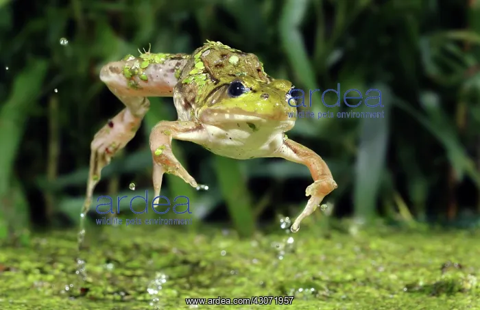 : Green Frog Jumping : Green Frog Jumping