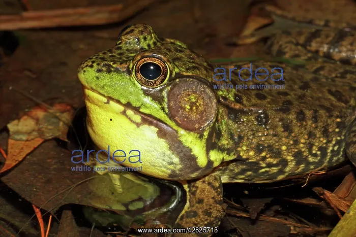 : Green Frog - Male calling to attract mate : Green Frog - Male calling to attract mate