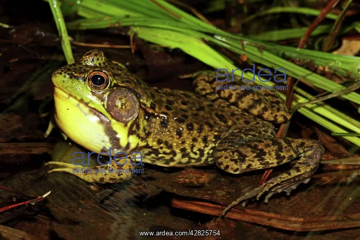 : Green Frog - Male calling to attract mate : Green Frog - Male calling to attract mate