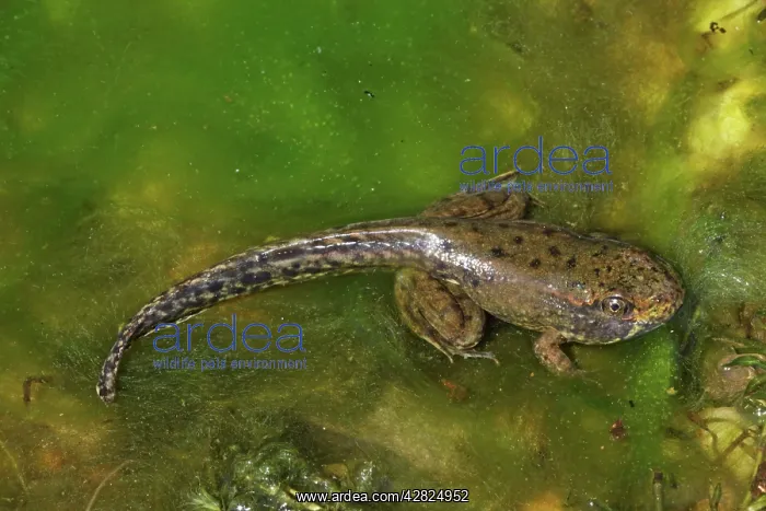 : Green Frog - Metamorphosing frog showing tadpole