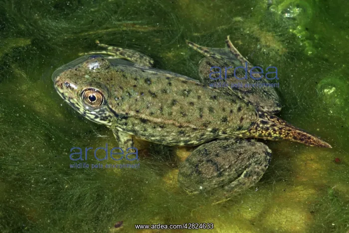 : Green Frog - Nearly metamorphosed frog showing : Green Frog - Nearly metamorphosed frog showing