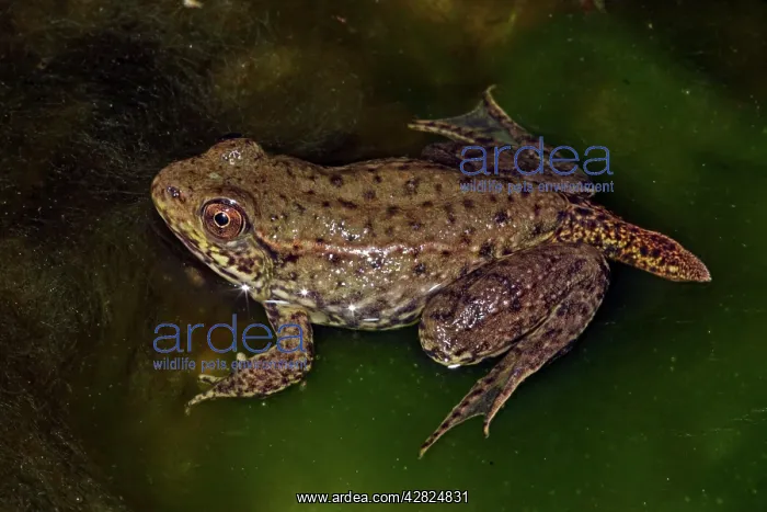 : Green Frog - Nearly metamorphosed frog showing : Green Frog - Nearly metamorphosed frog showing