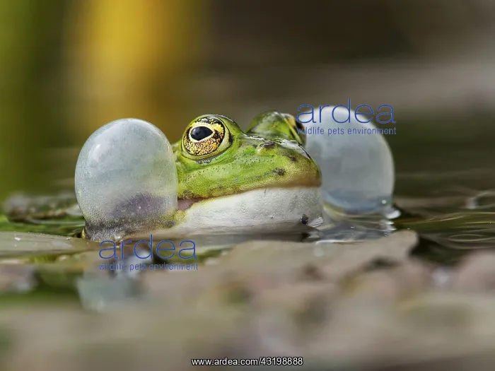 : Green frog (Pelophylax esculentus), North Rhine-Westphalia : Green frog (Pelophylax esculentus), North Rhine-Westphalia