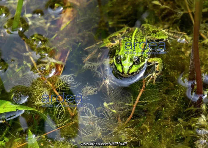 : Green frog (Pelophylax esculentus) : Green frog (Pelophylax esculentus)